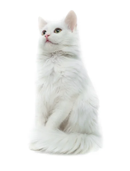 Roztomilá bílá kočka — Stock fotografie