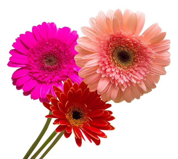 Boeket bloemen gerbera 's — Stockfoto