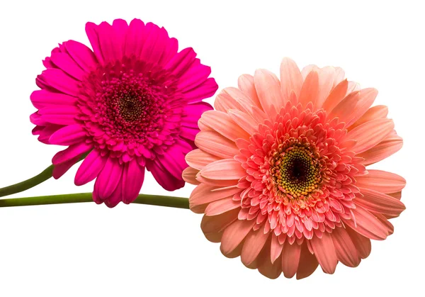 Dos flores de gerberas — Foto de Stock