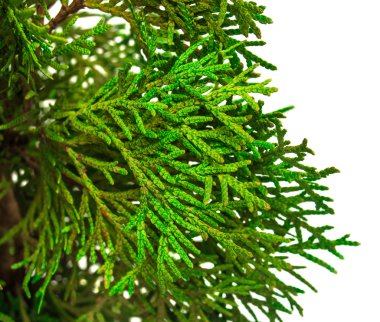 Yeşil Mazı dalları