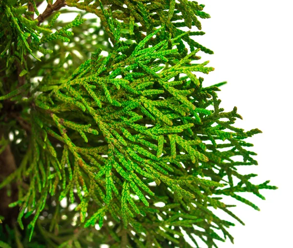 Groene Thuja takken — Stockfoto