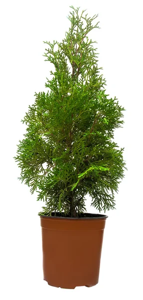 Evergreen Thuja in pot — Stock Photo, Image