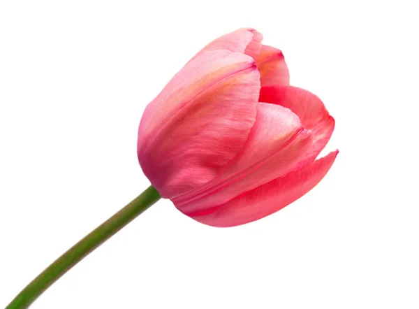 Pink tulip isolated — Stock Photo, Image