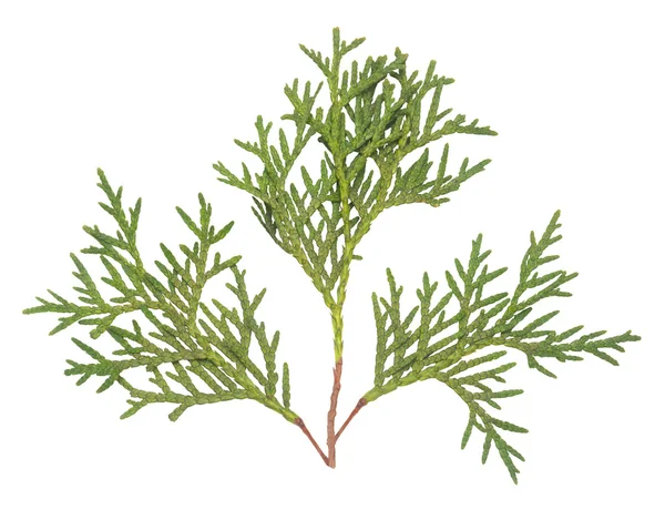 Thuja ramas de primer plano — Foto de Stock