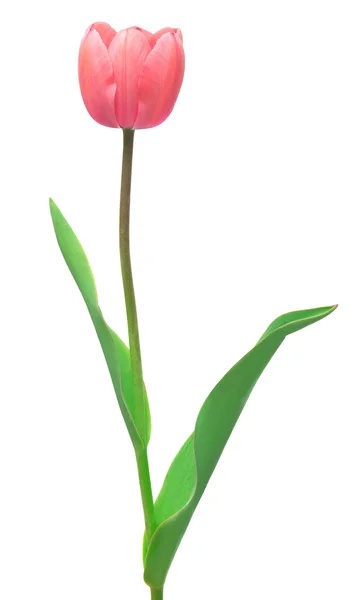 Pink tulip isolated — Stock Photo, Image