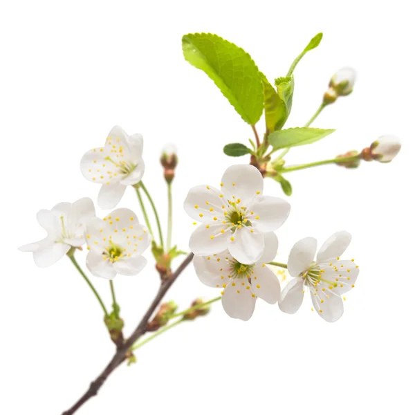 A branch of cherry blossoms — Stock Photo © FlowerStudio 151744504