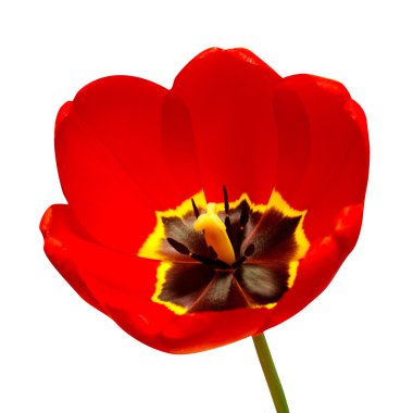 bir kırmızı lale 
