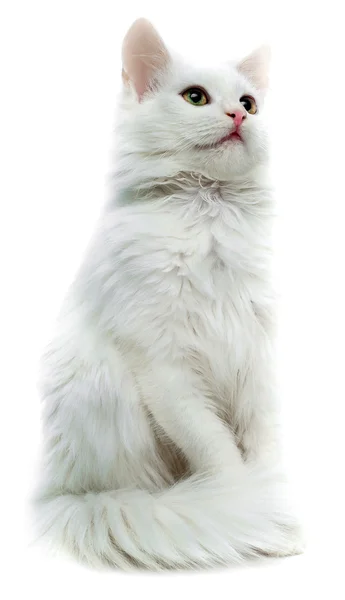 Bílá kočka, samostatný — Stock fotografie