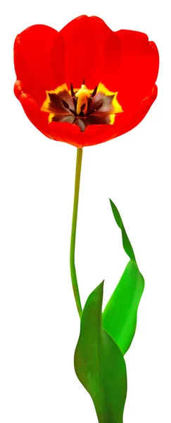 Один червоний tulip — стокове фото