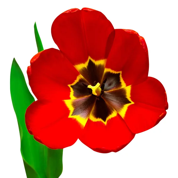 Un tulipán rojo — Foto de Stock
