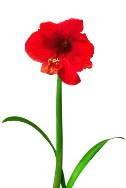Kırmızı amaryllis çiçek 