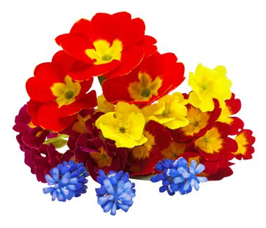 Muscari ve campanula'lar çiçekler