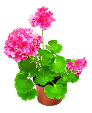 Itır pembe çiçekler