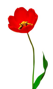 One red tulip  clipart