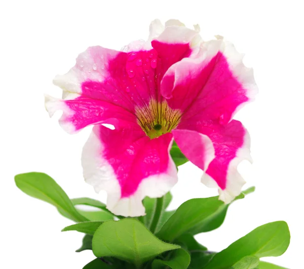 Blommande petunia isolerade — Stockfoto