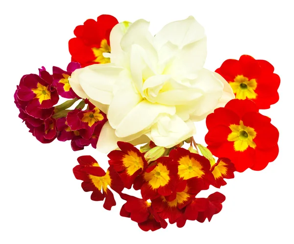 Narcisos y flores de onagra — Foto de Stock
