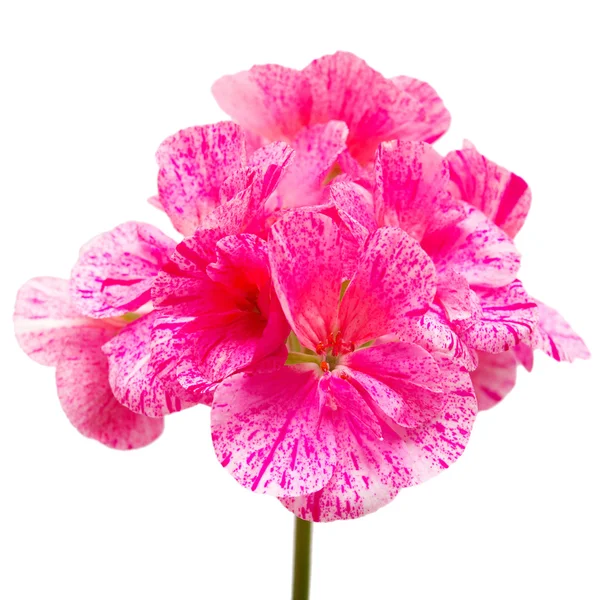 Pelargonium fiori rosa — Foto Stock