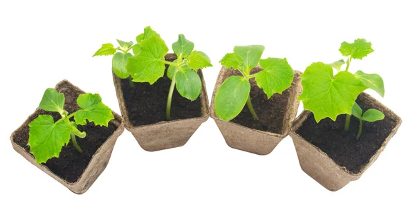 Seedlings of cucumber isolated — Stock Photo, Image