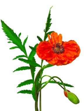 Kırmızı gelincik çiçeği 