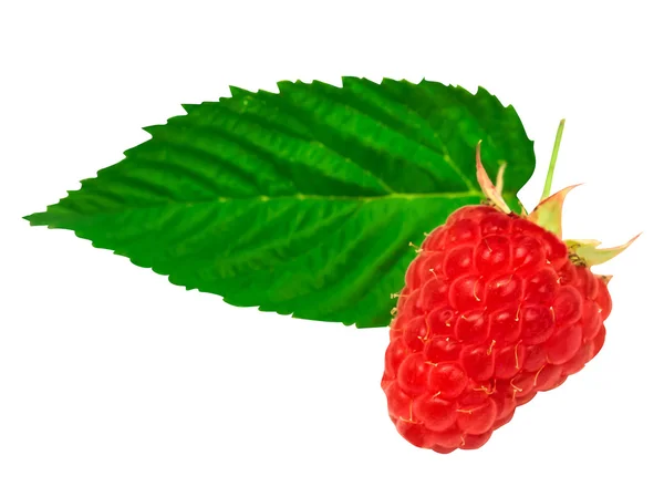 One raspberry with leaf — Stock Photo, Image