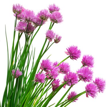 Çiçek açan soğan chives 