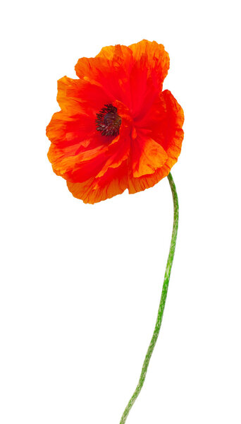 Poppy flower   isolated