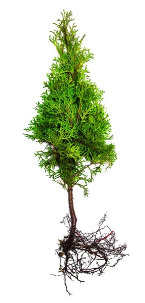 Thuja with root — Stock Photo, Image