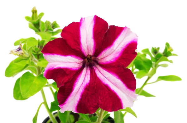 Blossoming petunia  isolated — Stock Photo, Image