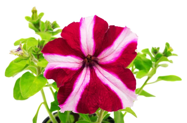 Petunia fiorita isolata — Foto Stock