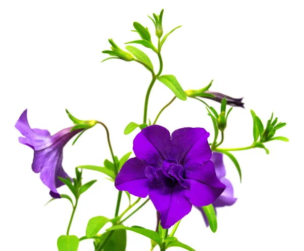 Flowers purple petunias — Stock Photo, Image