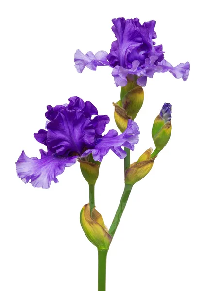 Цветущий цветок радужной оболочки — стоковое фото