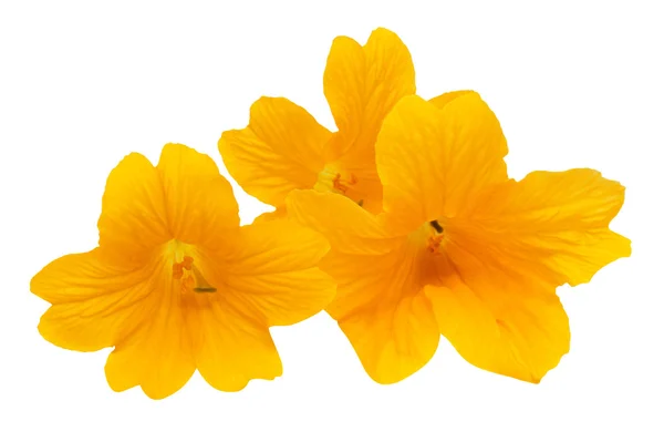 三个美丽的黄色花朵 — 图库照片