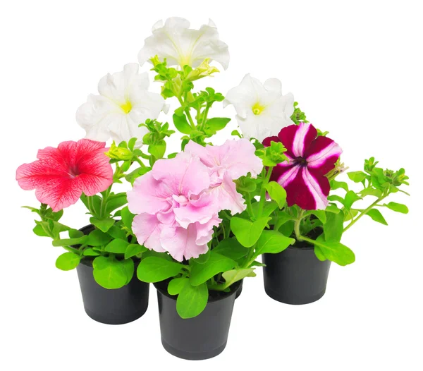 Gyönyörű virágok rózsaszín és fehér petunias — Stock Fotó