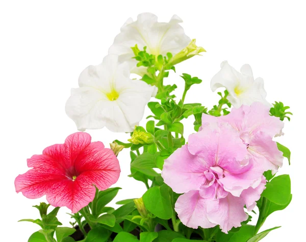 Beautiful flowers of pink and white petunias