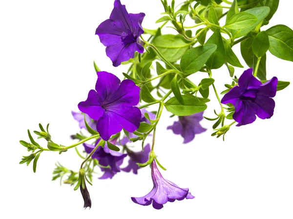 Flowers purple petunias — Stock Photo, Image