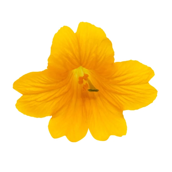 Een gele mooie bloem — Stockfoto