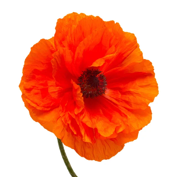 Poppy flower   isolated — Stock Photo, Image