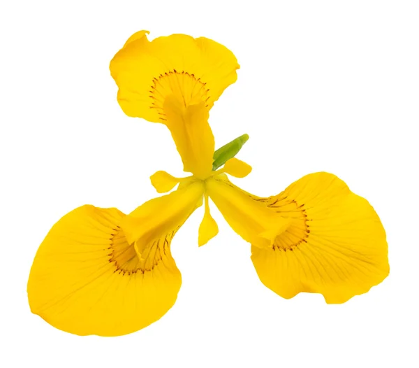 Beautiful yellow iris flower — Stock Photo, Image