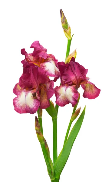 Vacker lila iris — Stockfoto