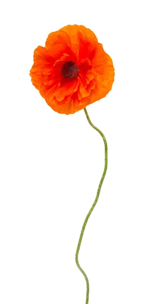 Poppy flower   isolated — Stock Photo, Image