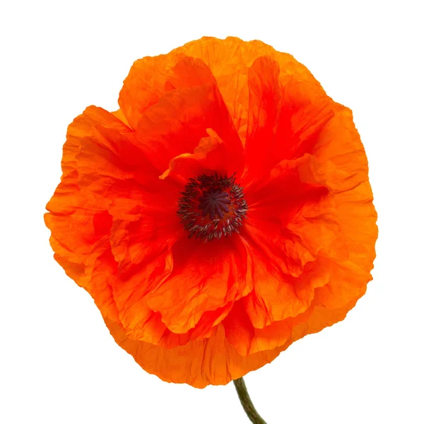 Poppy flower   isolated — Stock Photo, Image