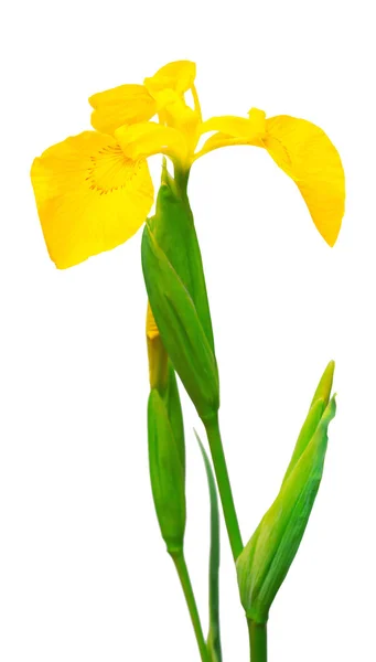 Красивый жёлтый цветок радужки — стоковое фото