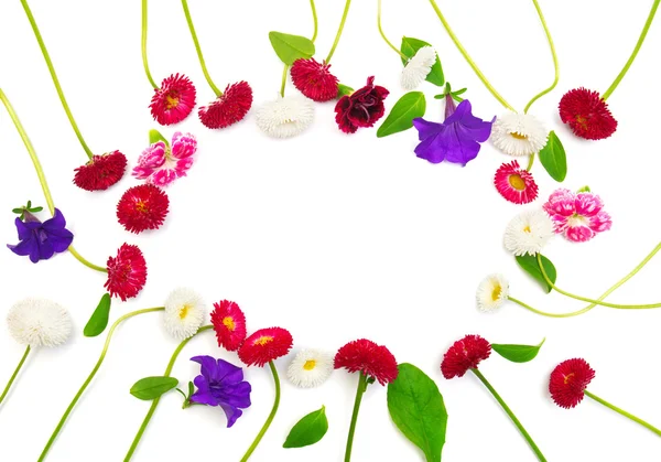 Blumen Nelken, Margerite, Petunien, Gänseblümchen — Stockfoto