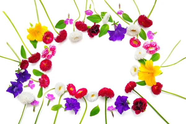 Flowers carnations, marguerite, petunias, daisies — Stock Photo, Image