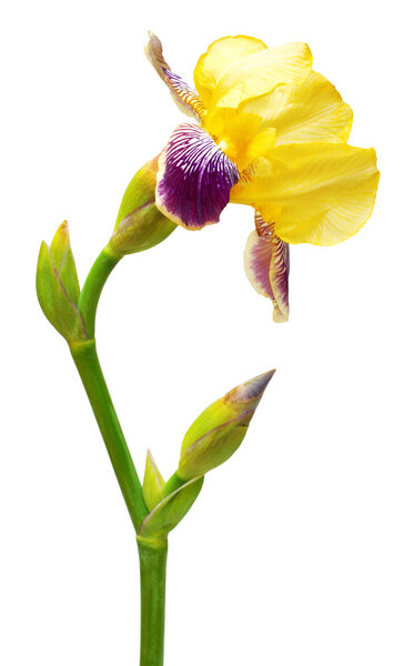 Yellow-purple iris  isolated