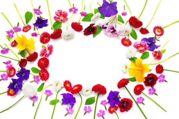 Blumen Nelken, Margerite, Petunien, Gänseblümchen — Stockfoto