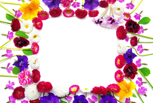 ดอกไม้ ดอกคาร์เนชั่น มาร์กาเร็ต พิทูเนีย ดอกเดซี่ — ภาพถ่ายสต็อก