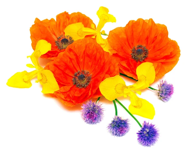 Flowers of poppies, irises and onion chives — Stock Image Flowers of poppies, irises and onion chives Royalty Free Stock Photos