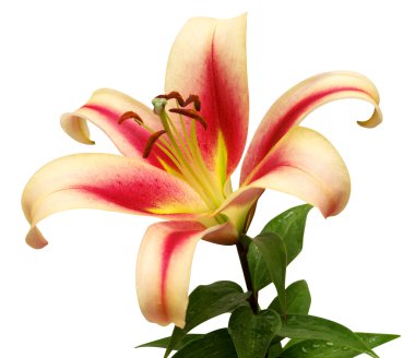 Güzel pembe lily ağaç 