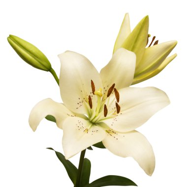 Beautiful white lily